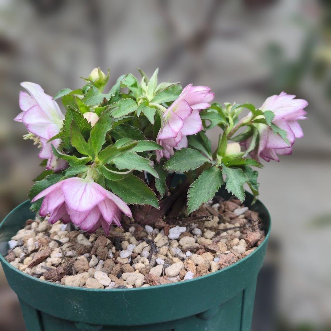 ト*畑様 大木ナーセリー❤️ クリスマスローズ❤️ いろは交配❤️