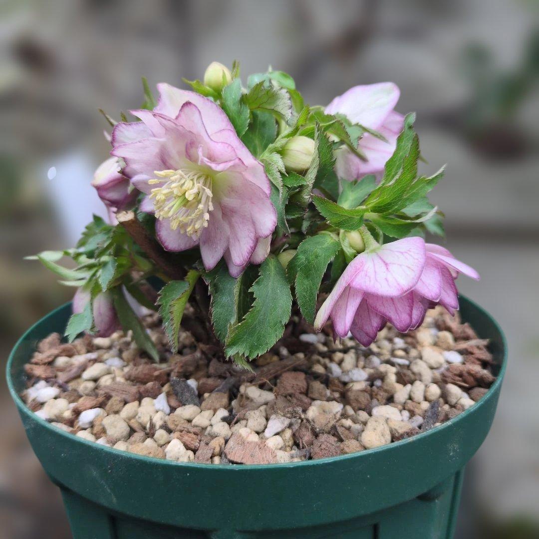 ト*畑様 大木ナーセリー❤️ クリスマスローズ❤️ いろは交配❤️