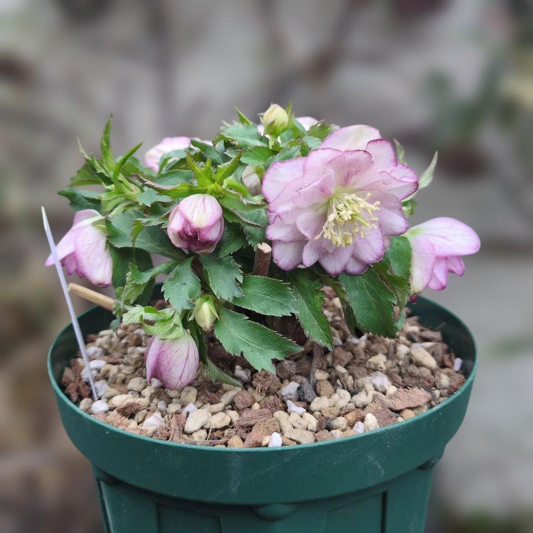 ト*畑様 大木ナーセリー❤️ クリスマスローズ❤️ いろは交配❤️