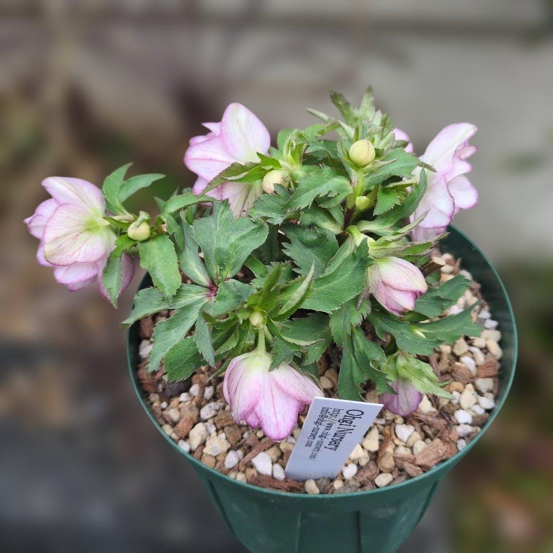 ト*畑様 大木ナーセリー❤️ クリスマスローズ❤️ いろは交配❤️