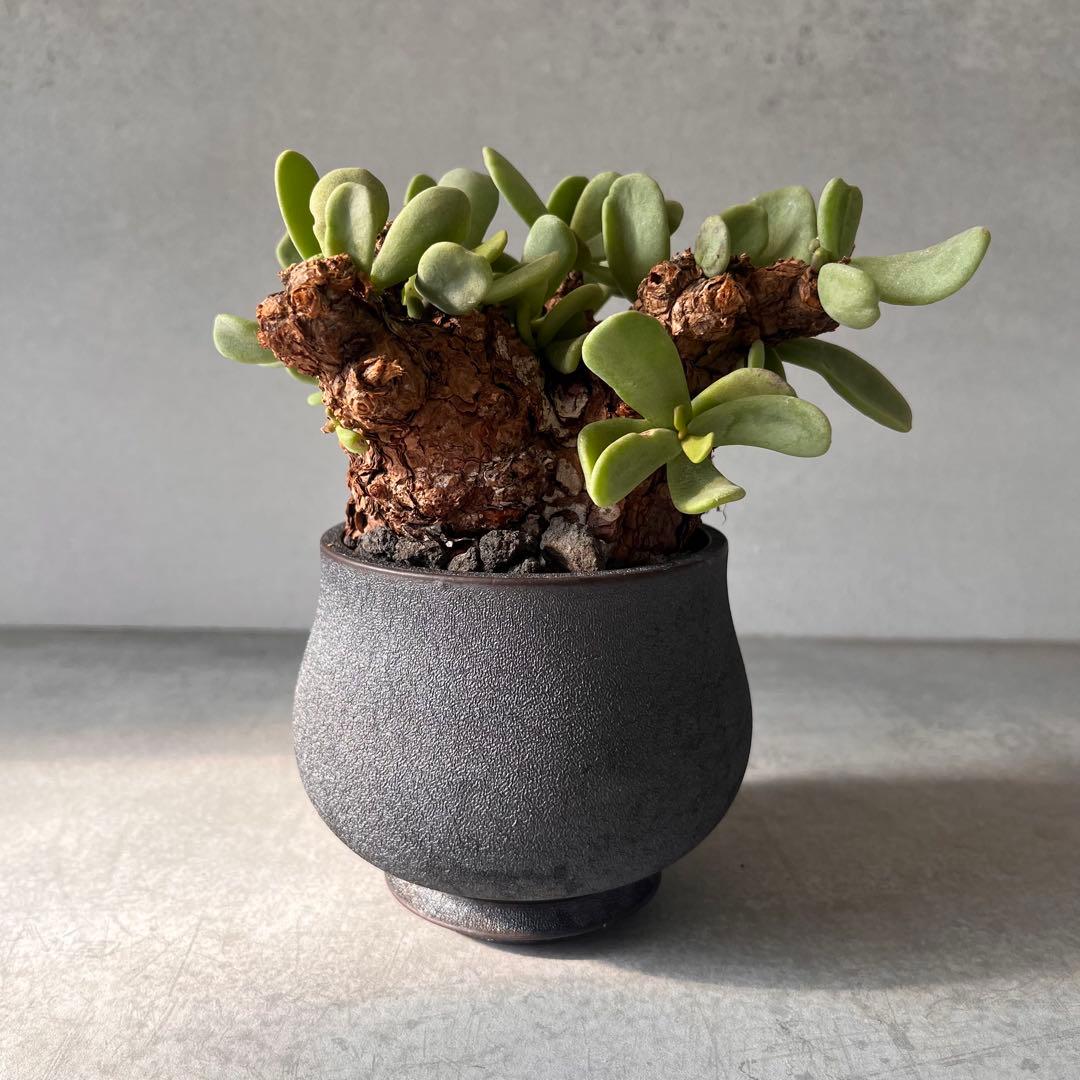 k*3様 ケラリアピグマエア　現地球　発根済み　塊根植物　陶器鉢セット