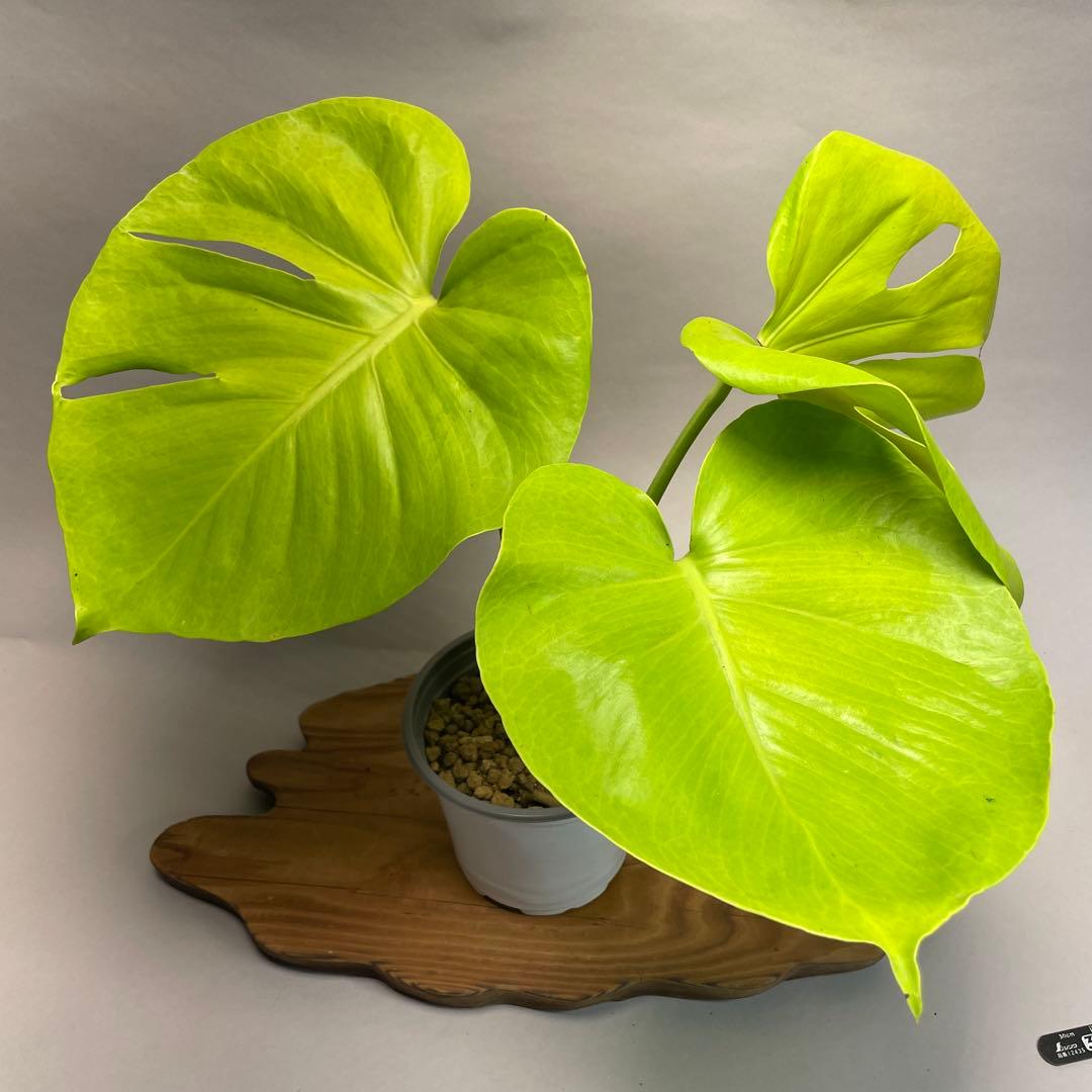 p*t様 L049モンステラ　黄金葉　ゴールドリーフ　フルムーンゴールド