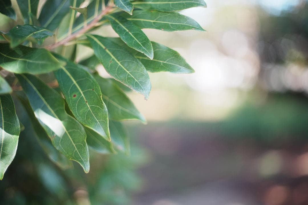 この値段でライカ級｜富岡光学製 XR RIKENON 50mm F2 362