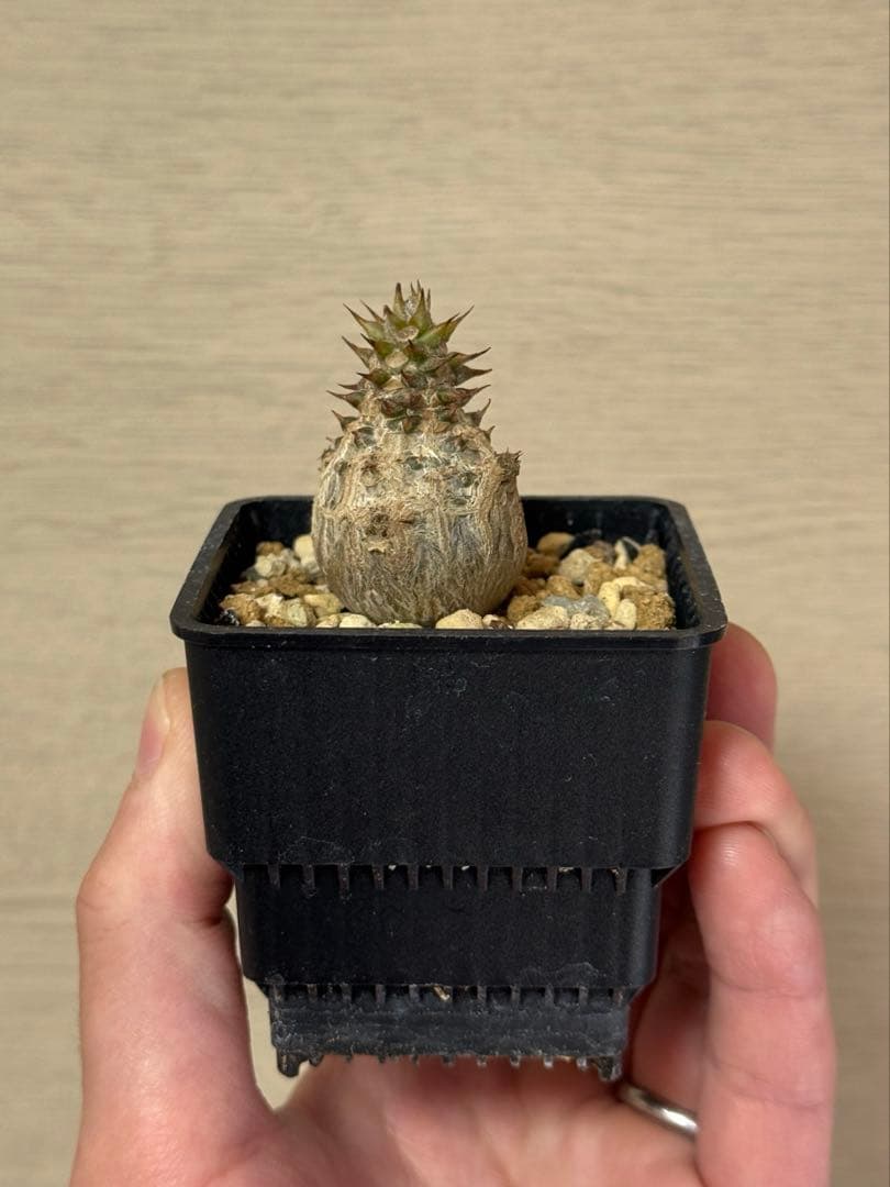 パキポディウム ウィンゾリー Pachypodium windsorii 実生③