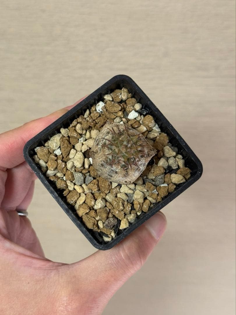 パキポディウム ウィンゾリー Pachypodium windsorii 実生③