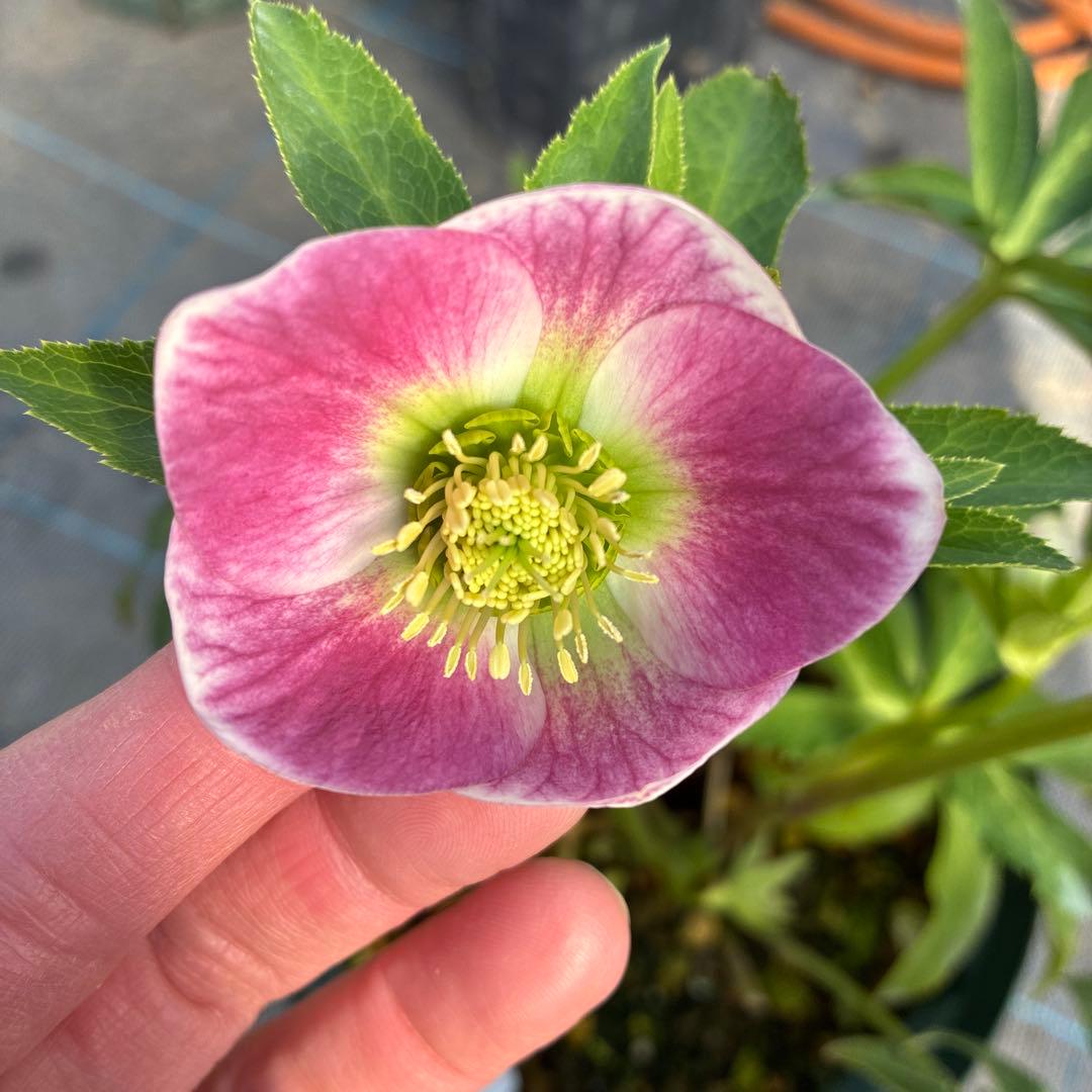 クリスマスローズ　7寸　パステリッシュ　親株