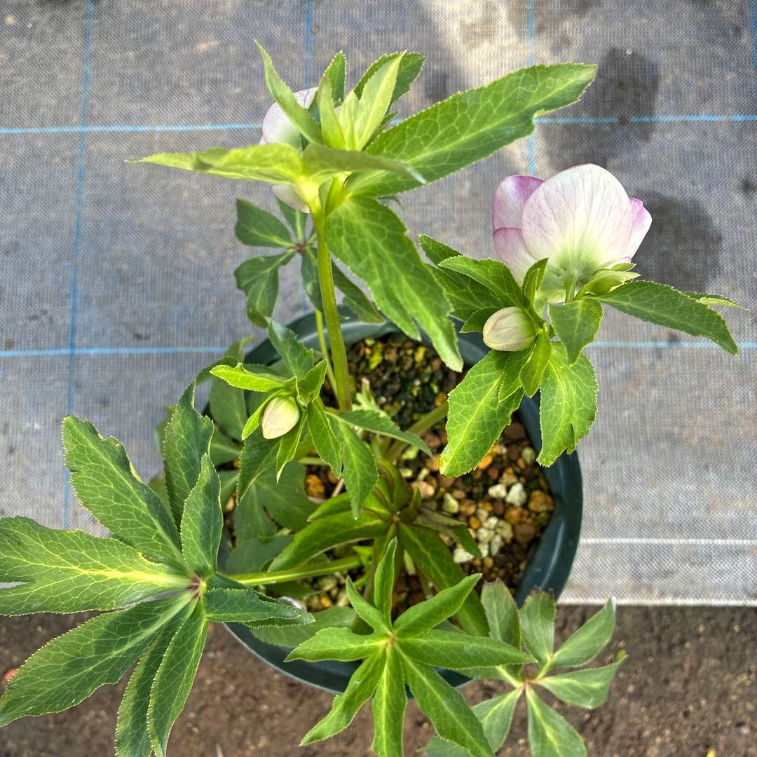 クリスマスローズ　7寸　パステリッシュ　親株