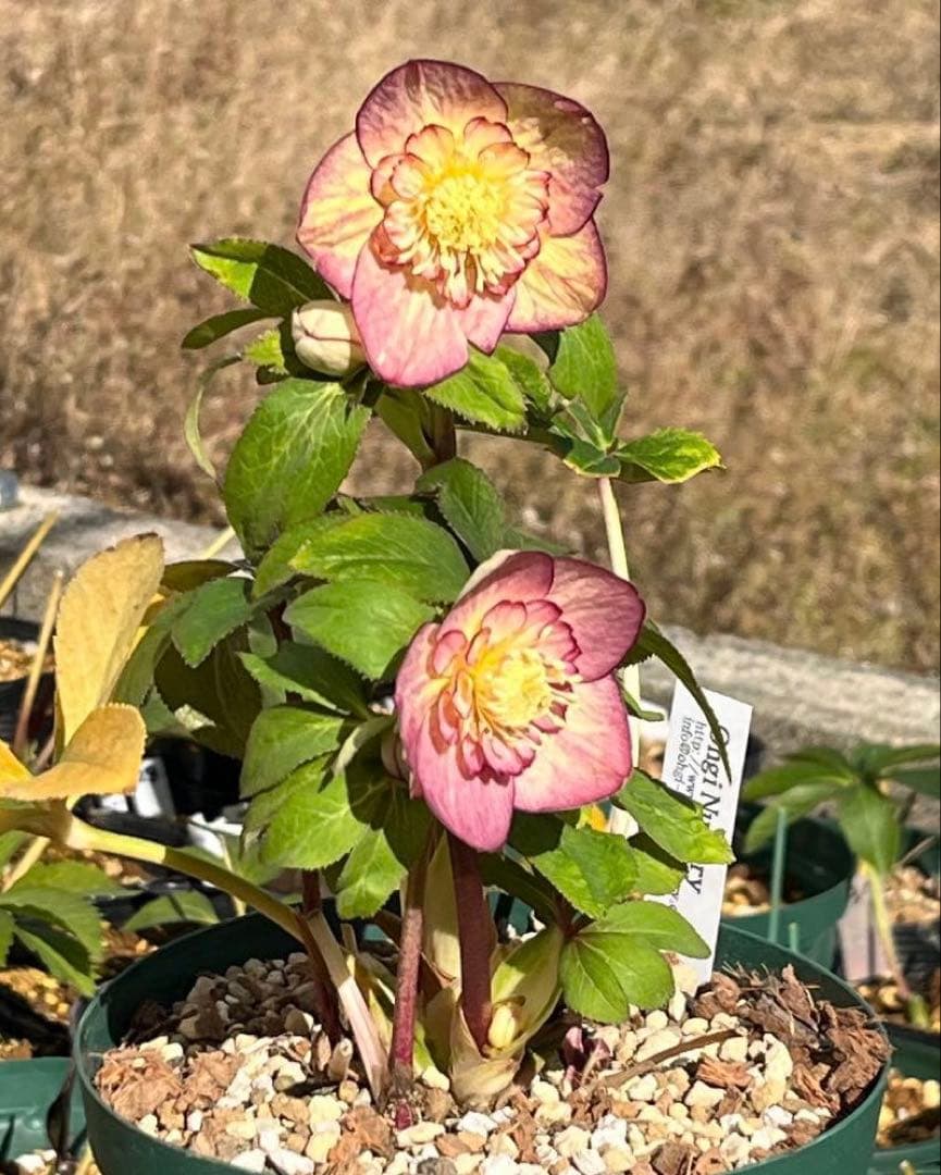 ぽ*た様 3574☘️蕾花タグ付き☘️超極上☘️超希少⭐️SD⭐️蜃気楼⭐️大木