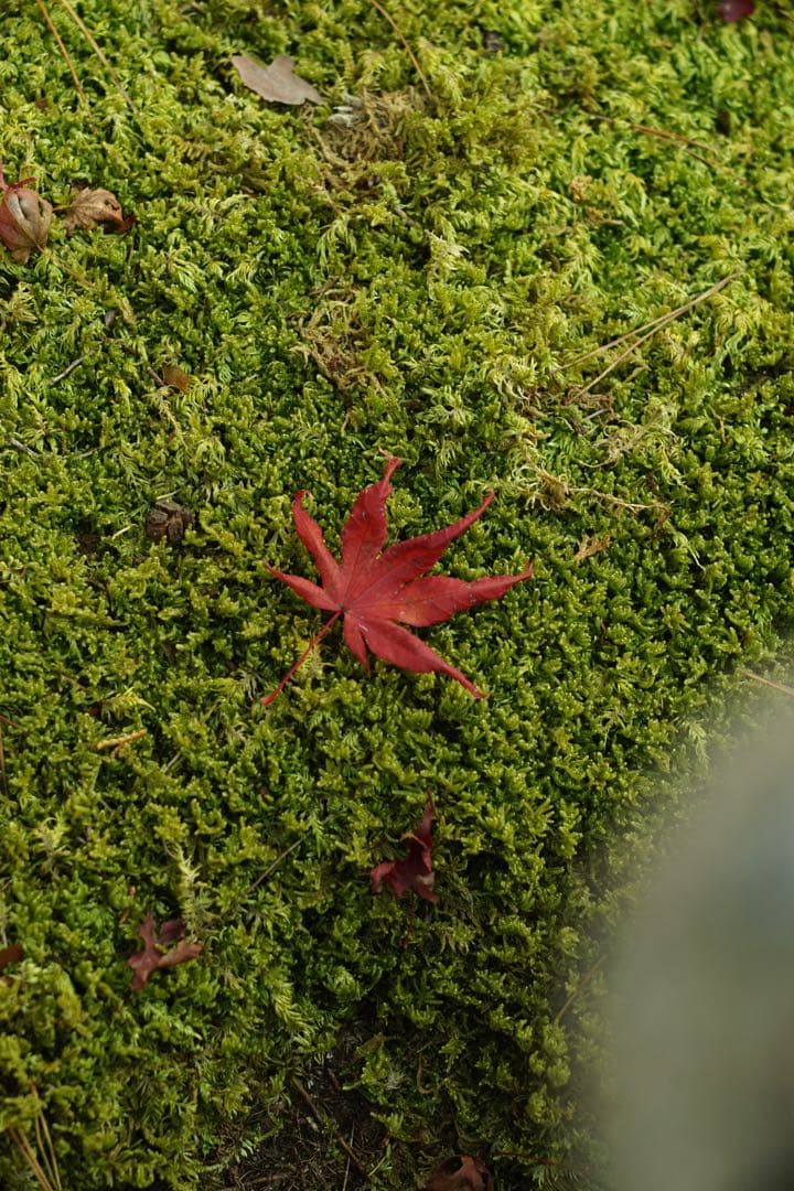 SONY α7R フルサイズ　ミラーレスカメラボディ　シャッター回数7200