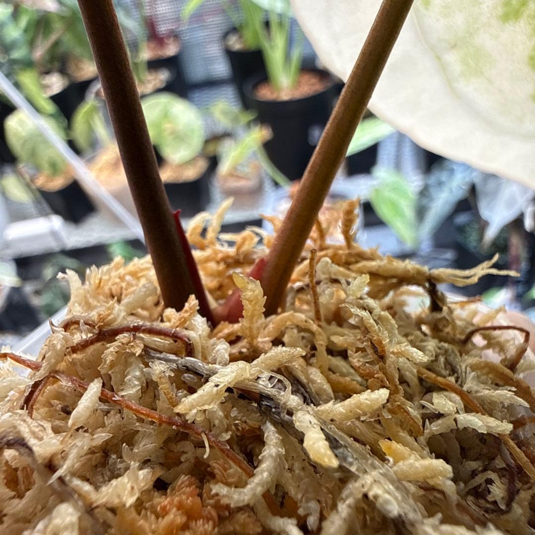 縄*⁇様 極上 アンスリウム クリスタリナム 斑入り