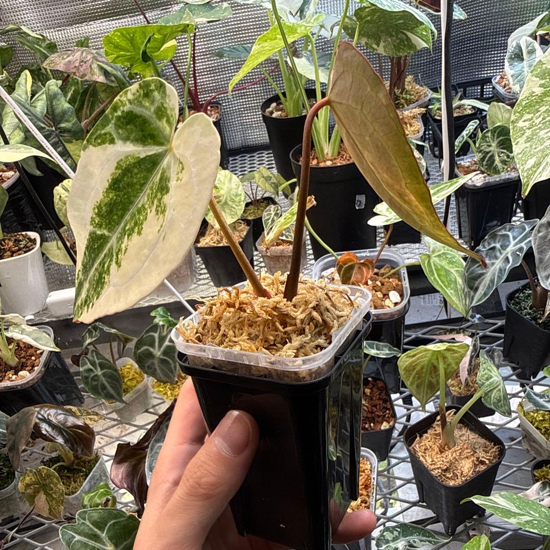 縄*⁇様 極上 アンスリウム クリスタリナム 斑入り