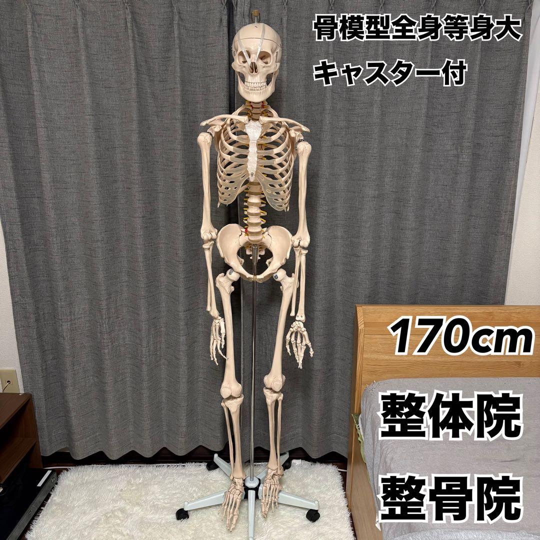 骨模型　全身　等身大　キャスター付　整体院　整骨院