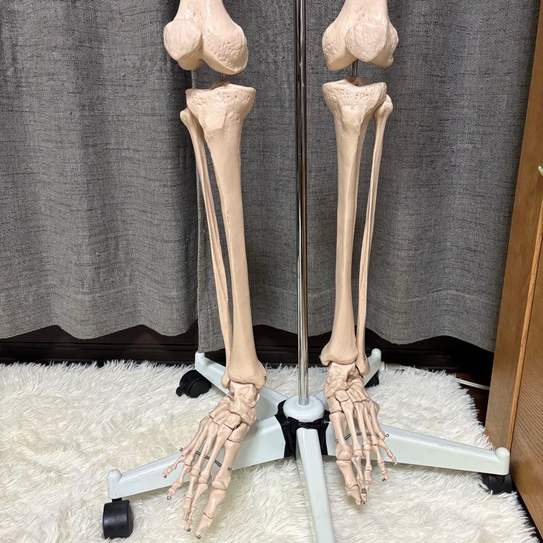 骨模型　全身　等身大　キャスター付　整体院　整骨院