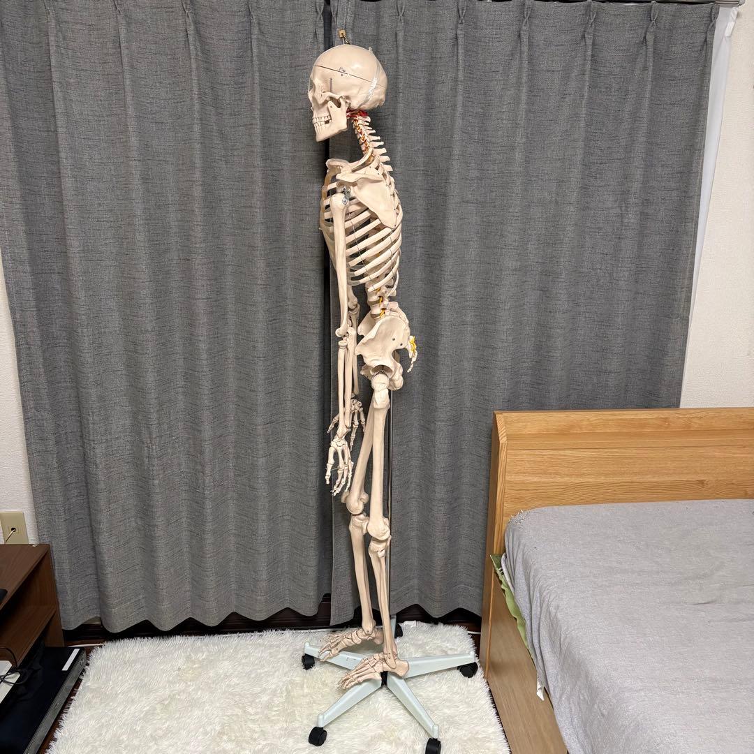 骨模型　全身　等身大　キャスター付　整体院　整骨院