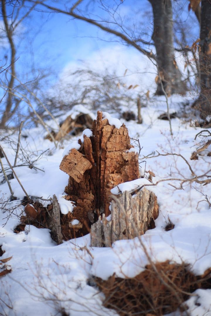 YASHICA AUTO YASHINON DS-M 50mm F1.7【美品】