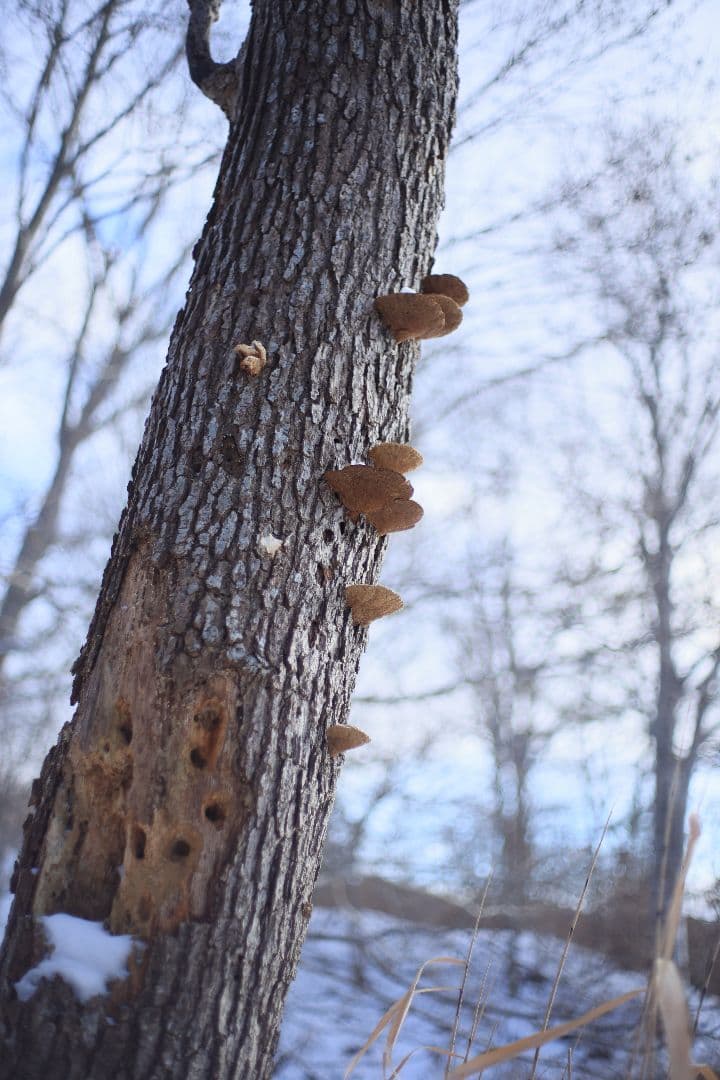 YASHICA AUTO YASHINON DS-M 50mm F1.7【美品】