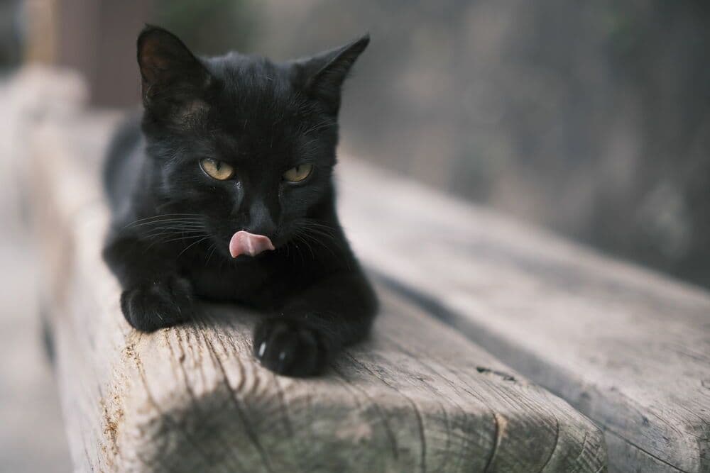 Tokina atx-m plus 33mmF1.4 Xマウント デモ品