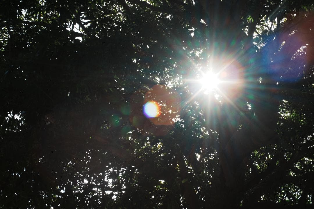 【鷹の目】Minolta MC ROKKOR-PG 58mm F1.2 018