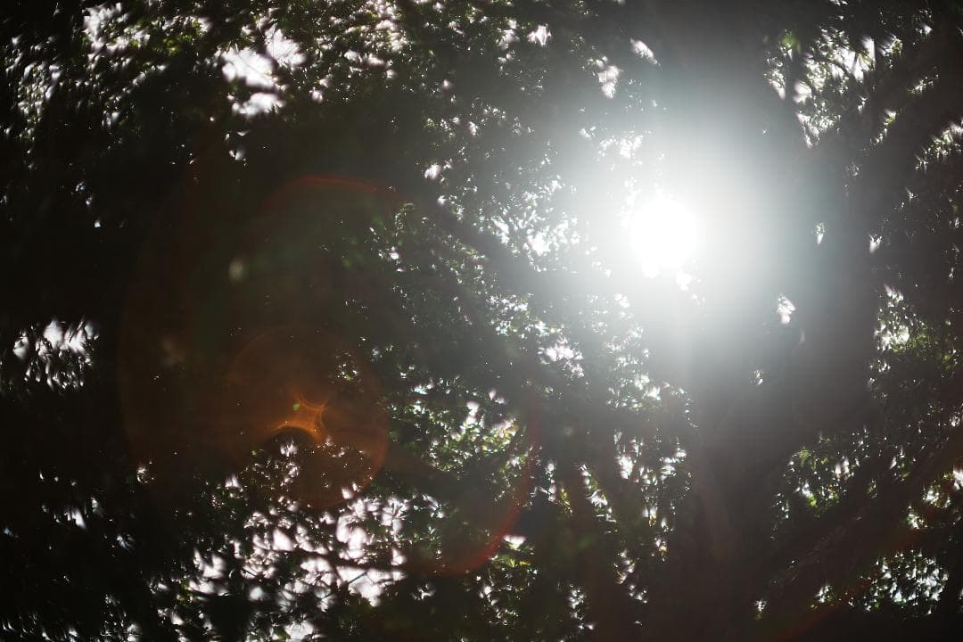 【鷹の目】Minolta MC ROKKOR-PG 58mm F1.2 018