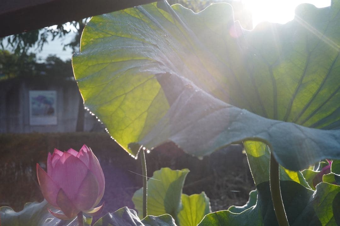 Summaron 35mm F3.5 Mマウント 【作例あり】