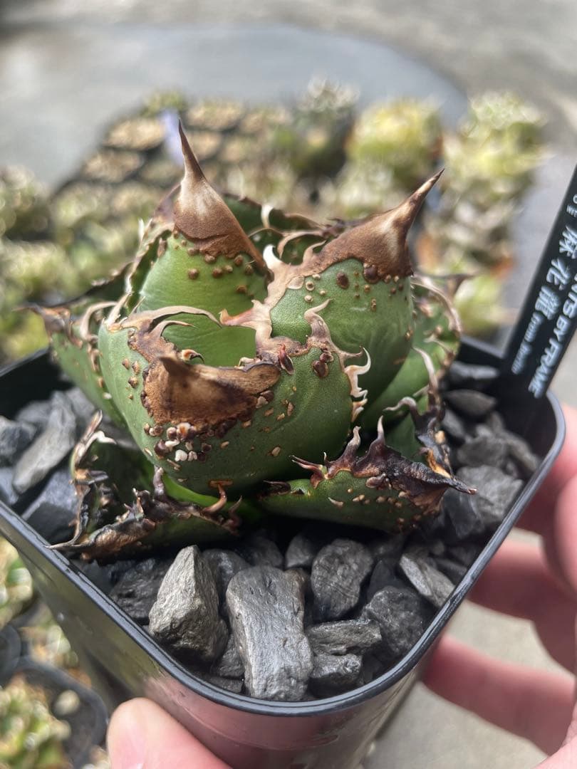 アガベ チタノタ　麻花龍　子株