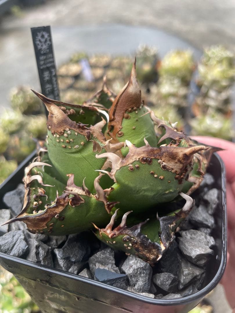 アガベ チタノタ　麻花龍　子株