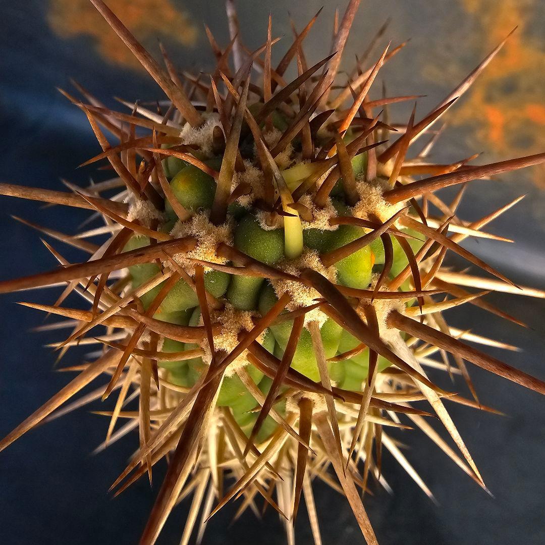 サボテン Trichocereus chilensis