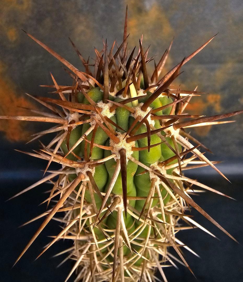 サボテン Trichocereus chilensis