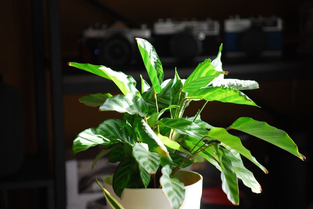 『完動美品』Nikon D80 CCDデジタル一眼レフカメラ、ズームレンズ付き