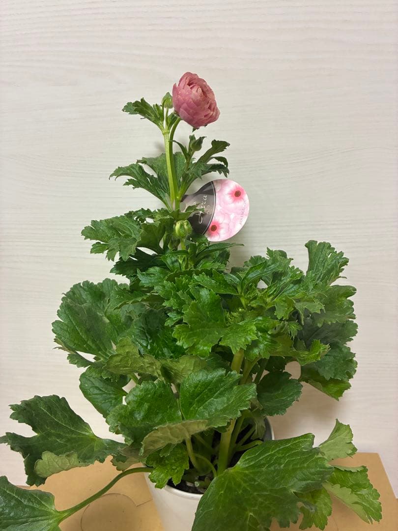 ラナンキュラスラックス　５号鉢　ジュピター　アウラ　ヘスティア　ヘラ