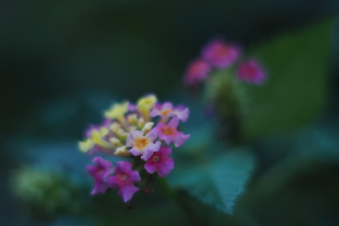 KERN Macro SWITAR 50mm F1.4 ケルン　Cマウント