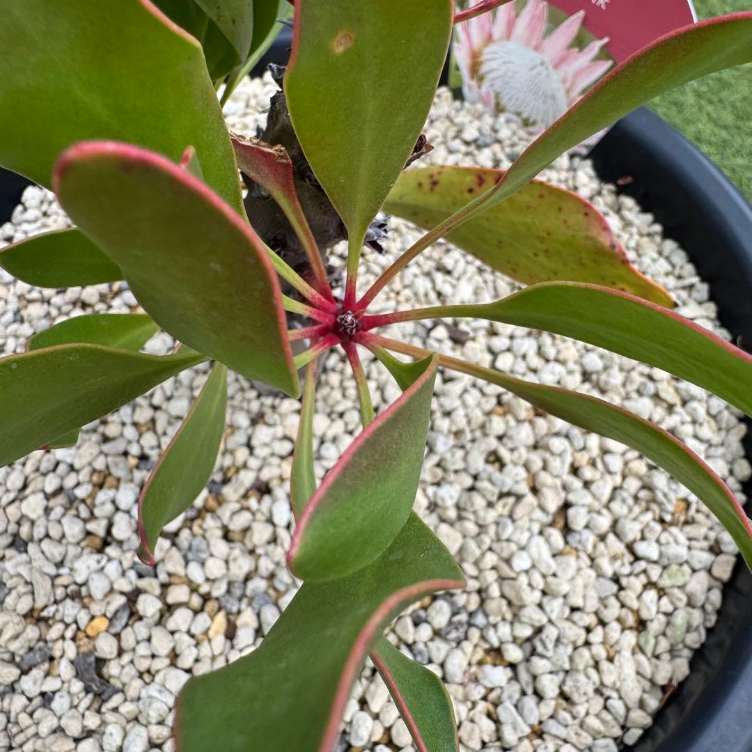 プロテア キングピンク 10号 Protea \" King Pink \" 希少株