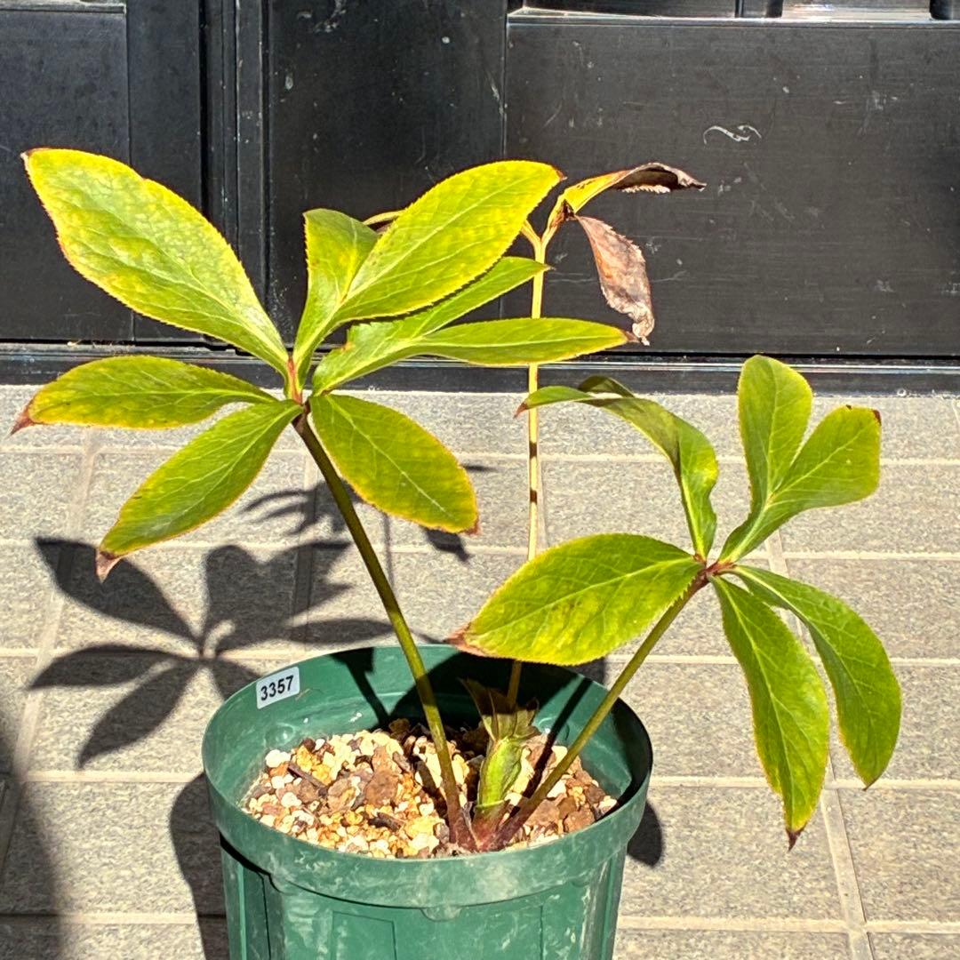 ヒ*イ様 ☘️限定1株☘️未株分け☘️蕾付き☘️3357⭐️アンティークドレスの