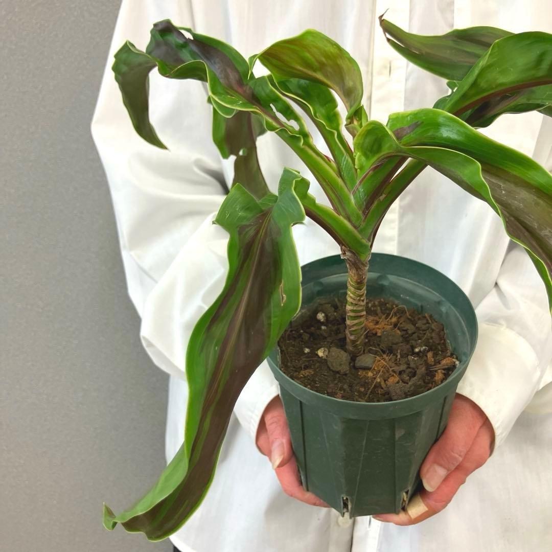 超希少❗️コルジリネ　ギニーサイクロン✨