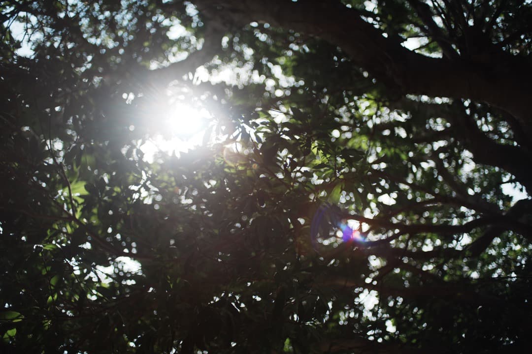 【美品】動作◎ ニコン Nikkor-o Auto 35mm F2 113