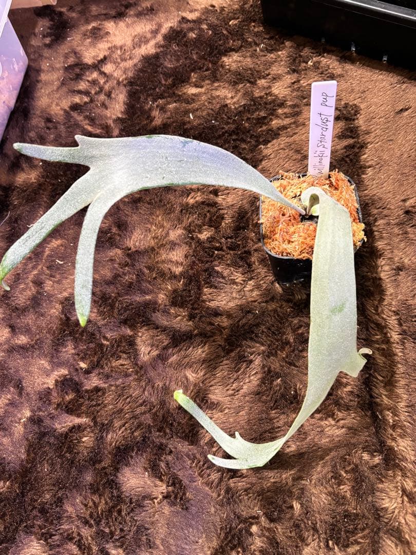 ビカクシダ P.willinckii Stardust pup