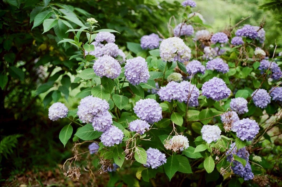 完動品◎オリンパス 35SP フィルムカメラ