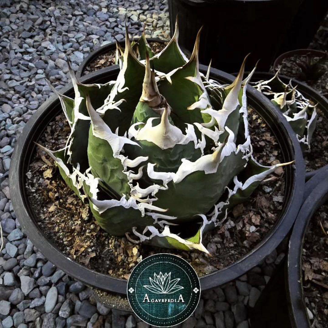 【REZA産】イラン株　選抜　アガベ　TARANTULA 特大　長棘