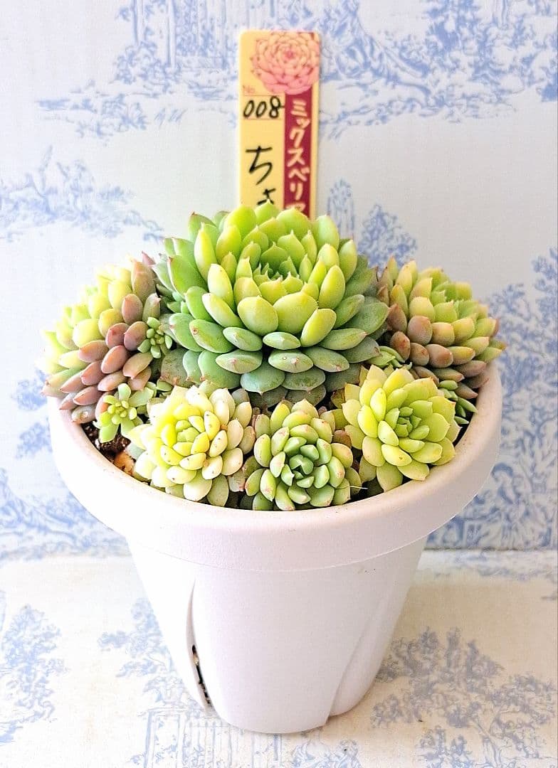 3号鉢　ちょこん　札付きポットごとメルカリ便おらいさん苗ミックスベリア