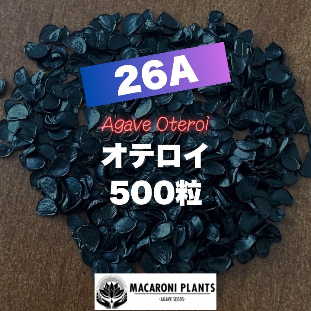 【26A】アガベ オテロイ 種子 500粒 Agave oteroi