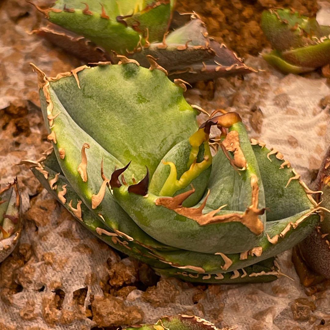 【26A】アガベ オテロイ 種子 500粒 Agave oteroi