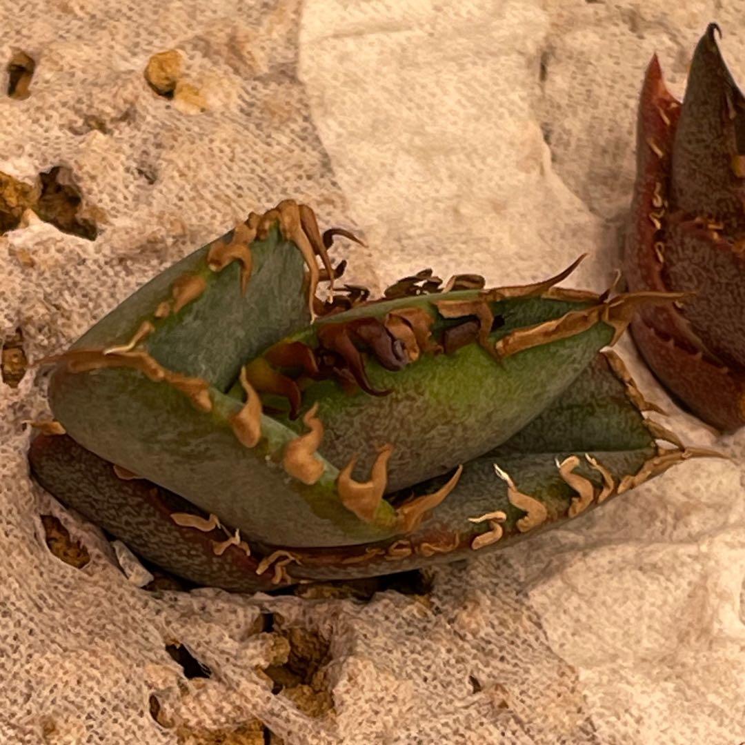 【26A】アガベ オテロイ 種子 500粒 Agave oteroi