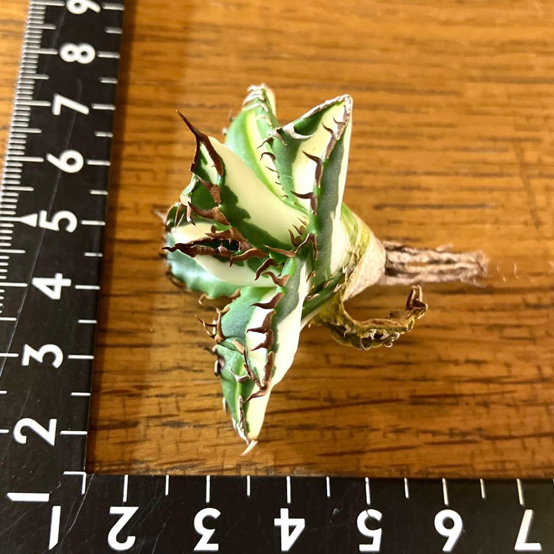 サ*店様 【オークション】選抜　強棘　美株　アガべ　チタノタ　太陽神錦　白中斑