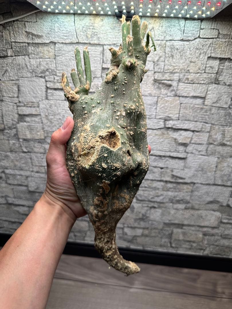 専用　アデニア　グロボーサ　ベアルート　鉢ごと