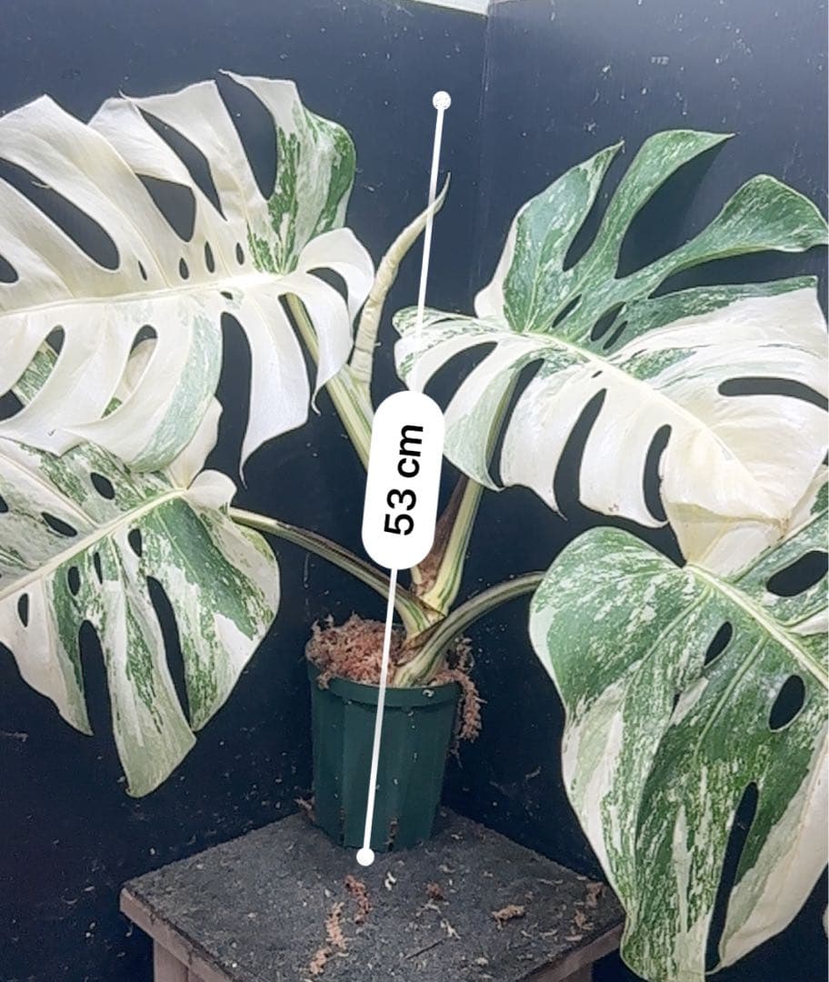 y*o様 斑入りモンステラ ホワイトタイガー極美大株53cm白斑多