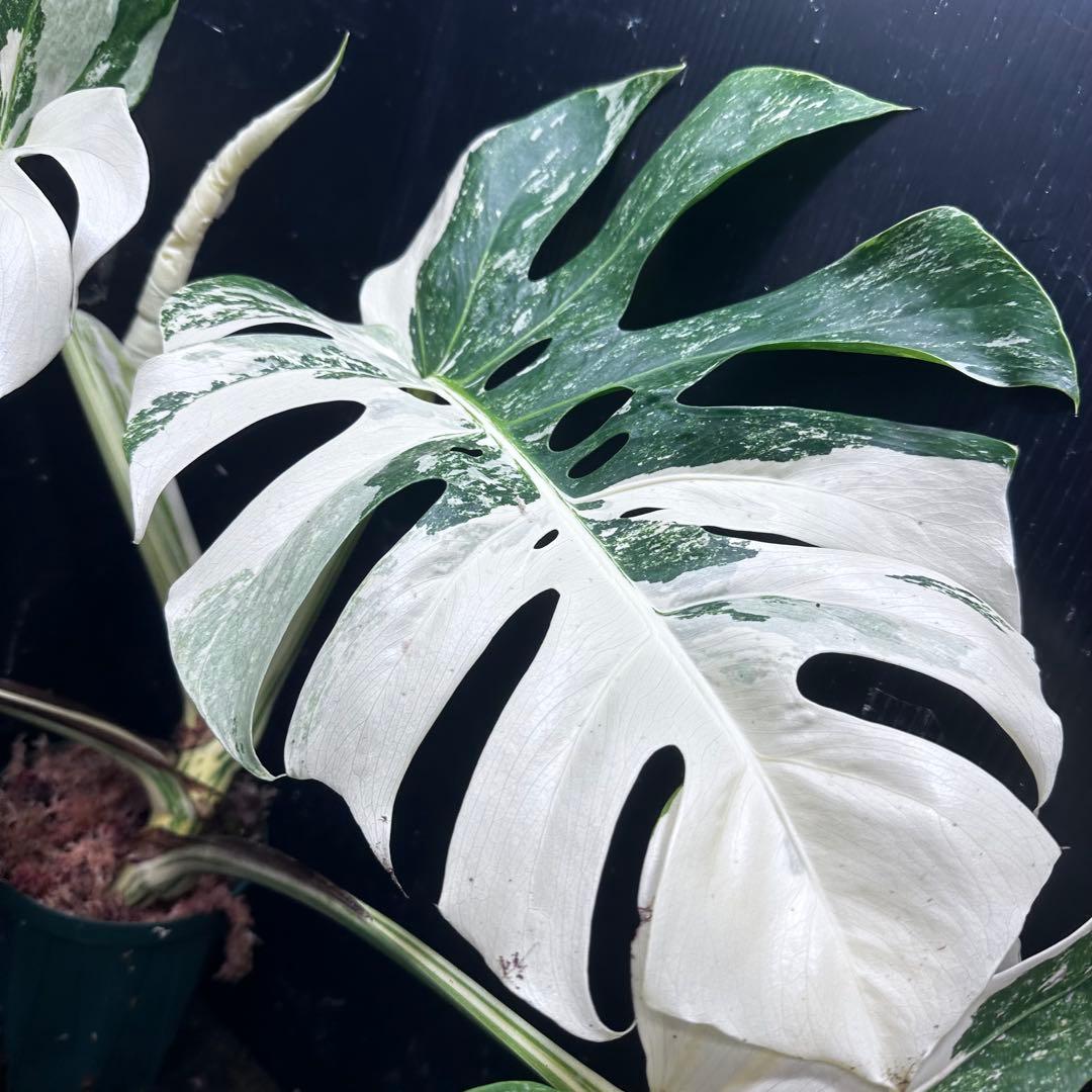 y*o様 斑入りモンステラ ホワイトタイガー極美大株53cm白斑多