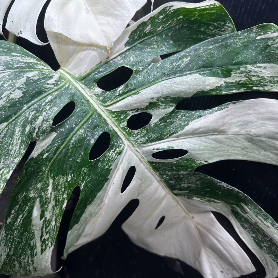 y*o様 斑入りモンステラ ホワイトタイガー極美大株53cm白斑多