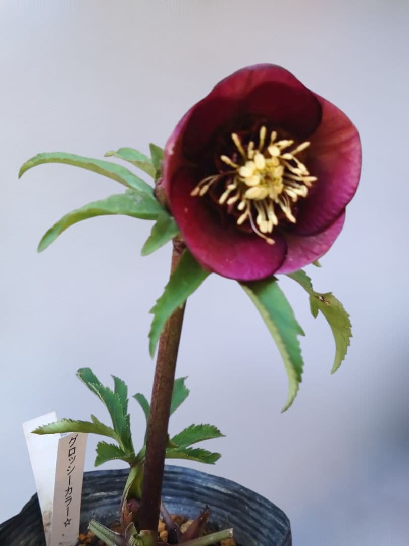 クリスマスローズ　グロッシーレッド　カップSd