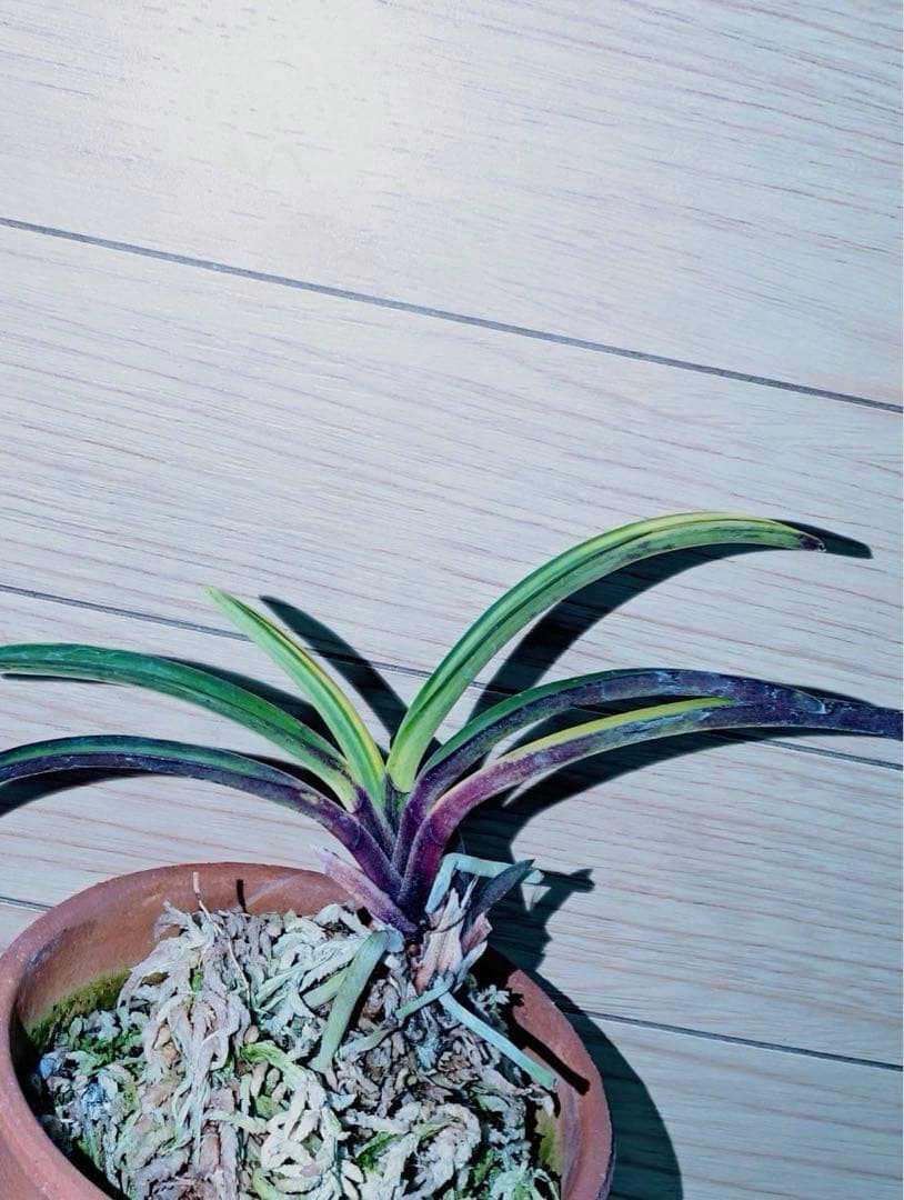 【迎春特別出品】富貴蘭「至楽」別格稀貴品