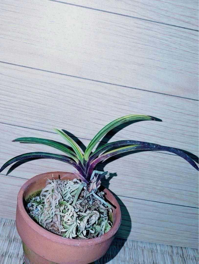 【迎春特別出品】富貴蘭「至楽」別格稀貴品